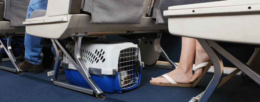 Dog on airplane